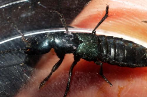 Ocypus ophthalmicus