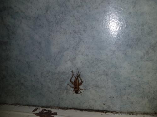 Acheta domesticus