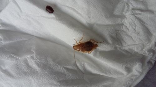 Ectobius sp.