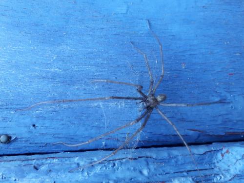 Tegenaria parietina