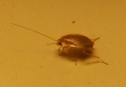 Ectobius sp.