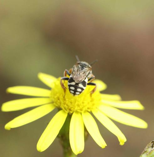 Réf. 191 582 : Epeolus sp.
