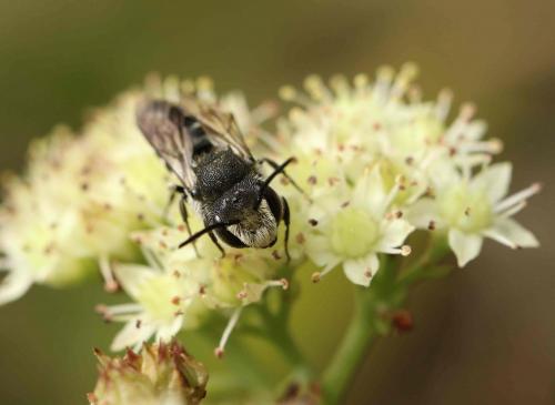 Réf. 191 995 : Coelioxys sp.