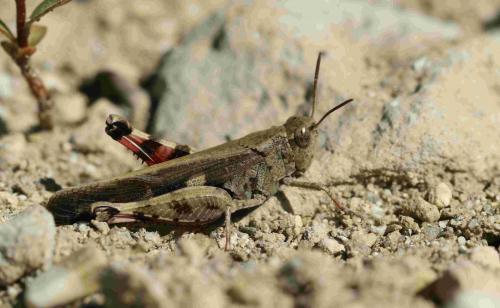Réf. 191 437 : Aiolopus strepens
