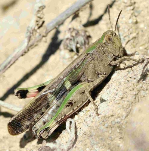 Réf. 191 539 : Aiolopus strepens