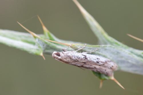 Réf. 191 510 : Phycitodes sp.