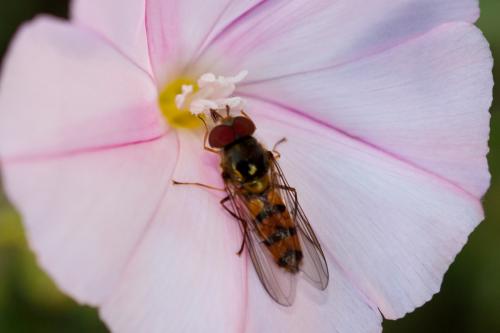Meliscaeva auricollis
