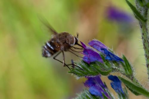 Réf. 191 596 : Bombylius cruciatus