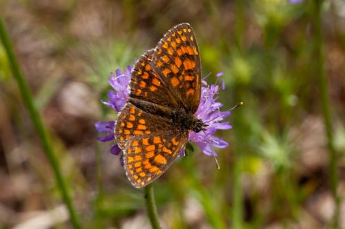 Réf. 191 606 : Melitaea sp.