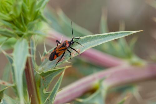 Brachycoleus triangularis