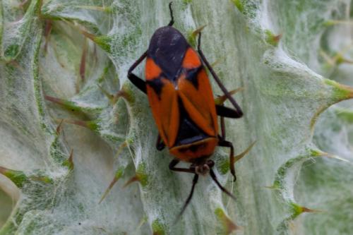 Brachycoleus triangularis
