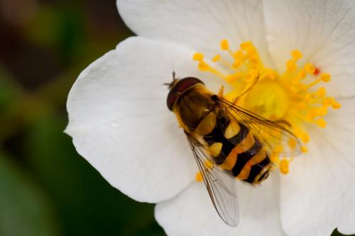 Réf. 191 902 : Syrphus vitripennis