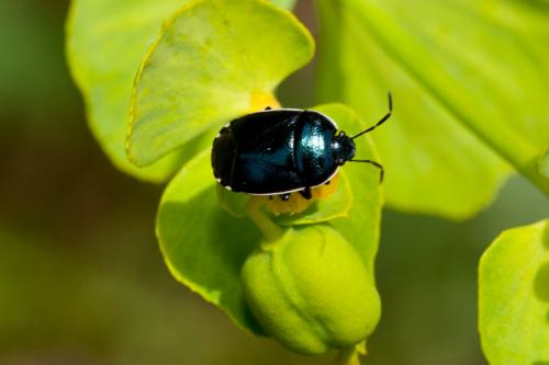 Canthophorus melanopterus
