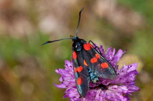 Zygaena filipendulae