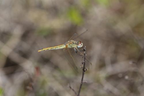 Sympetrum fonscolombii