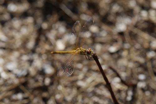Sympetrum fonscolombii
