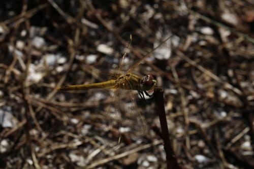 Sympetrum fonscolombii