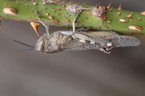 Anacridium aegyptium