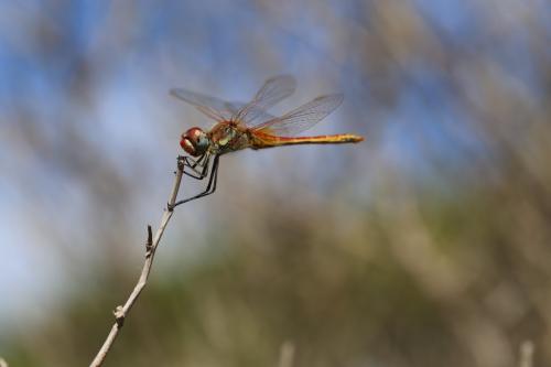 Sympetrum fonscolombii