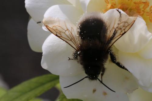 Bombus sp.