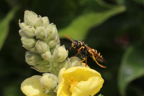 Polistes dominula