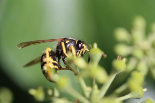 Dolichovespula sylvestris