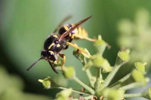 Dolichovespula sylvestris