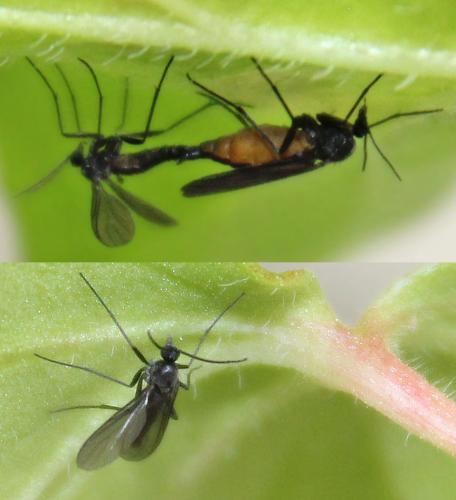 Sciara sp.