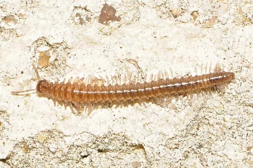 Anamastigona pulchella