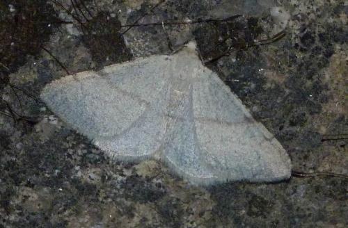 Réf. 191 811 : Adactylotis gesticularia