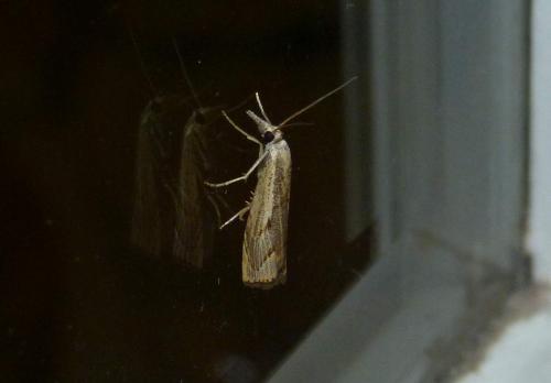 Agriphila geniculea