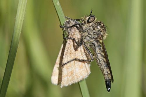 Dysmachus fuscipennis