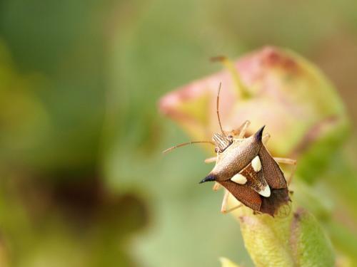 Aspavia acuminata