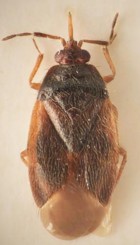 Brachysteles parvicornis
