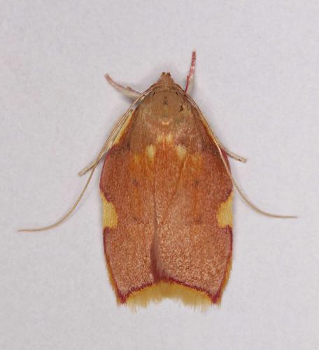 Réf. 191 990 : Carcina quercana