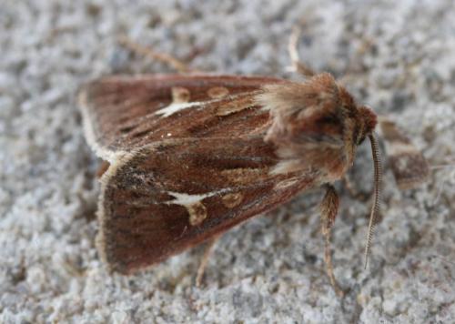 Réf. 191 546 : Cerapteryx graminis