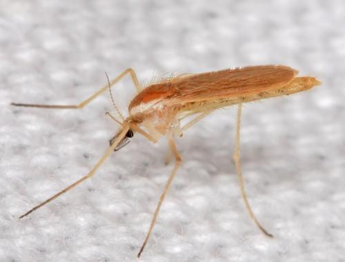 Chaoborus flavicans