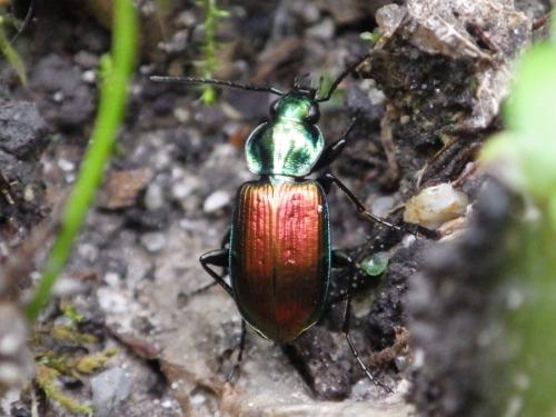 Réf. 191 107 : Agonum sexpunctatum