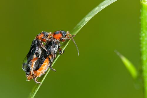 Réf. 191 992 : Cantharis rustica