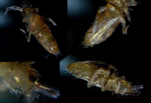 Réf. 191 860 : Entomobrya marginata