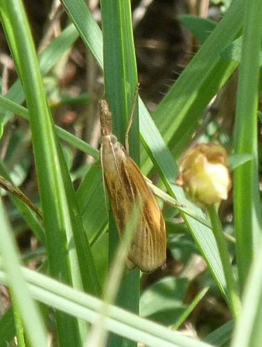 Réf. 191 485 : Agriphila tristella
