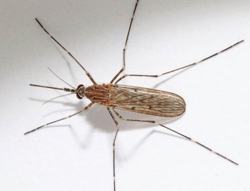 Réf. 191 877 : Culiseta longiareolata