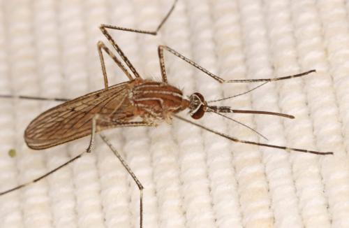 Réf. 191 878 : Culiseta longiareolata