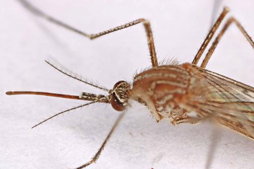 Réf. 191 879 : Culiseta longiareolata
