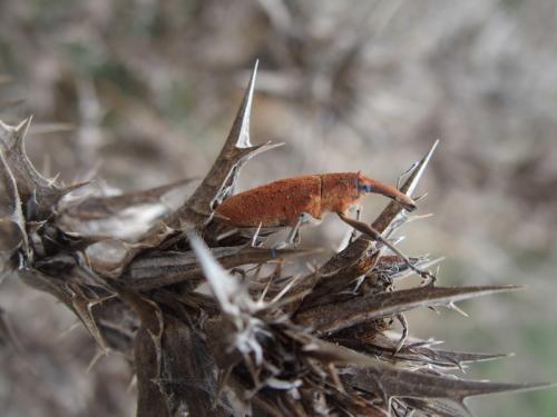 Réf. 191 059 : Lixus sp.