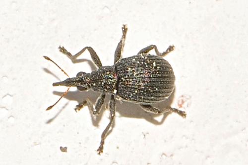 Oxystoma craccae