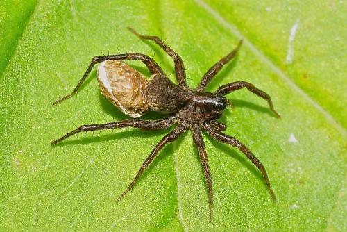 Pardosa sp.