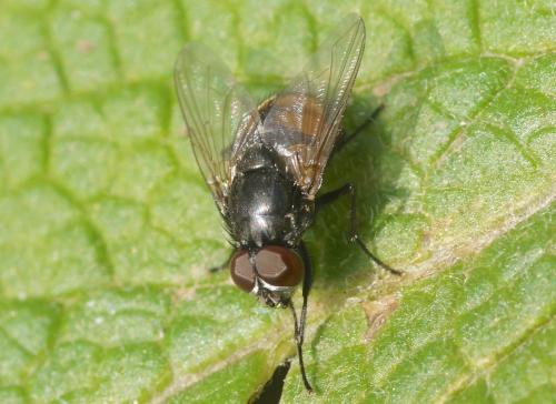 Réf. 191 225 : Musca autumnalis