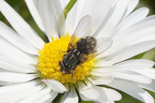 Musca autumnalis