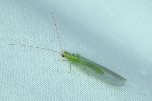 Pseudomallada flavifrons